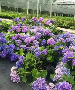 20 Hydrangea Seeds - Blue, Violet, Pink Flowering Bush - Perennial Outdoor - Image 4