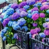 20 Hydrangea Seeds - Blue, Violet, Pink Flowering Bush - Perennial Outdoor - Image 1