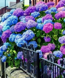 20 Hydrangea Seeds - Blue, Violet, Pink Flowering Bush - Perennial Outdoor - Image 1