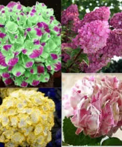 20 Hydrangea Seeds – Exotic Rare Flower Bush Plant – Outdoor Garden Bloom - Image 2
