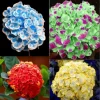 20 Hydrangea Seeds – Exotic Rare Flower Bush Plant – Outdoor Garden Bloom - Image 1