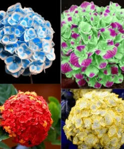 20 Hydrangea Seeds – Exotic Rare Flower Bush Plant – Outdoor Garden Bloom - Image 1