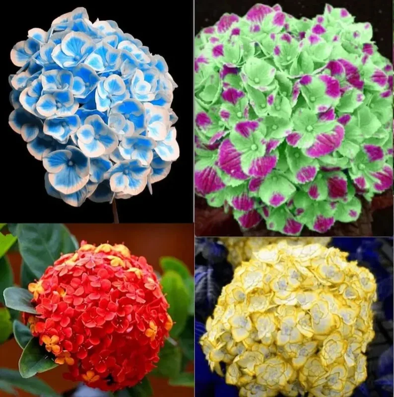 20 Hydrangea Seeds – Exotic Rare Flower Bush Plant – Outdoor Garden Bloom - Image 1