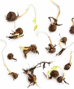 20 Jack in the Pulpit Bulbs - Arisaema triphyllum - Native Woodland Wildflower - Image 2