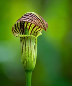 20 Jack in the Pulpit Bulbs - Arisaema triphyllum - Native Woodland Wildflower - Image 3