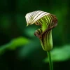 20 Jack in the Pulpit Bulbs - Arisaema triphyllum - Native Woodland Wildflower - Image 1