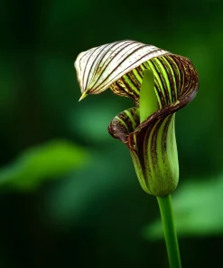 20 Jack in the Pulpit Bulbs - Arisaema triphyllum - Native Woodland Wildflower - Image 1