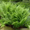 20 Lady Fern Bare Root Live Plants - Athyrium filix-femina, Hardy Deciduous Woodland Fern for Shade Gardens - Image 1