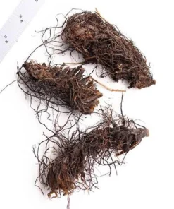20 Lady Fern Bare Root Live Plants - Athyrium filix-femina, Hardy Deciduous Woodland Fern for Shade Gardens - Image 2