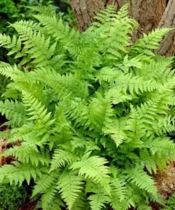 20 Lady Fern Bare Root Live Plants - Athyrium filix-femina, Hardy Deciduous Woodland Fern for Shade Gardens - Image 3