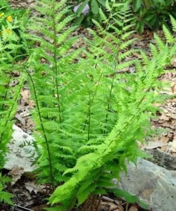 20 Lady Fern Bare Root Live Plants - Athyrium filix-femina, Hardy Deciduous Woodland Fern for Shade Gardens - Image 4