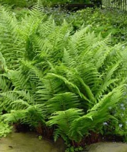 20 Lady Fern Bare Root Live Plants - Athyrium filix-femina, Hardy Deciduous Woodland Fern for Shade Gardens - Image 5