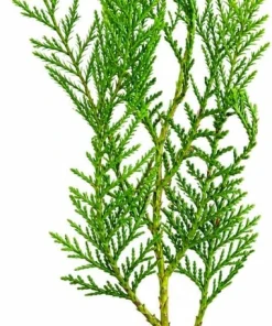 20 Leyland Cypress Trees - 6-12" Tall Live Plants - Fast-Growing Privacy Screen Shrubs - Image 2