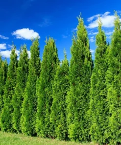 20 Leyland Cypress Trees - 6-12