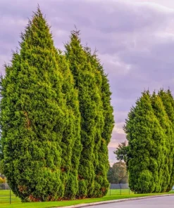 20 Leyland Cypress Trees - 6-12
