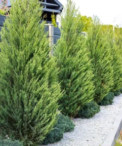 20 Leyland Cypress Trees - 6-12