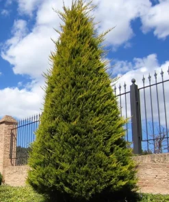 20 Leyland Cypress Trees - 6-12