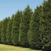 20 Leyland Cypress Trees - 6-12" Tall Live Plants - Fast-Growing Privacy Screen Shrubs - Image 1