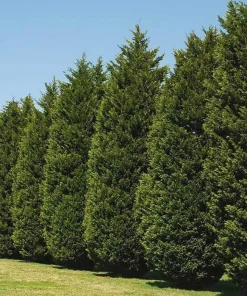 20 Leyland Cypress Trees - 6-12