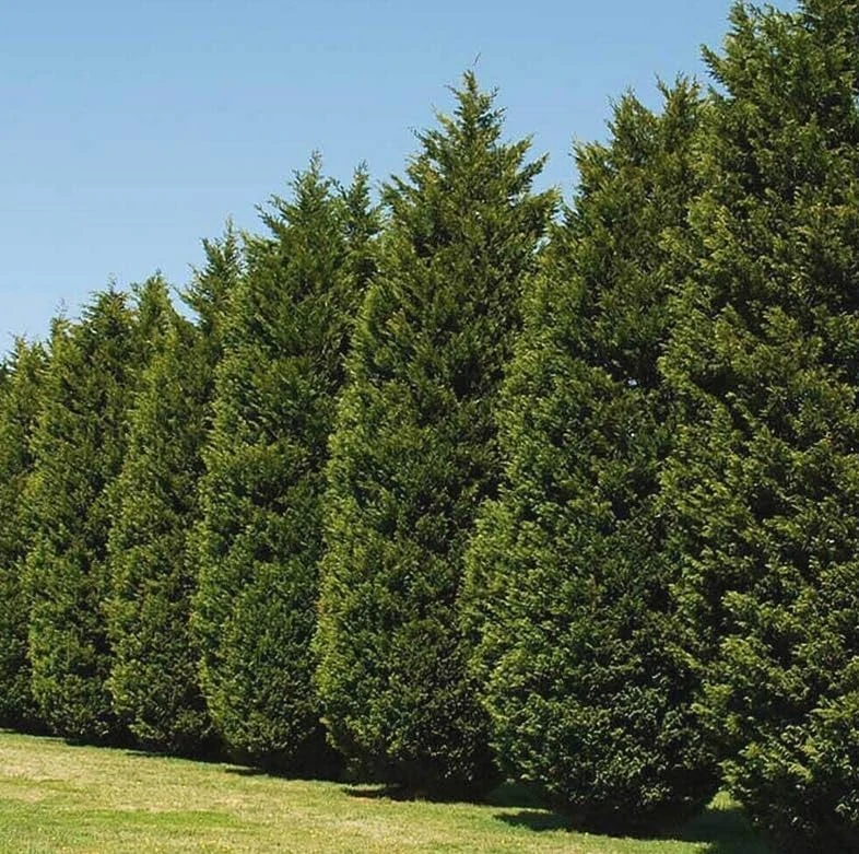 20 Leyland Cypress Trees - 6-12" Tall Live Plants - Fast-Growing Privacy Screen Shrubs - Image 1