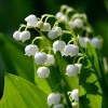 20 Lily of the Valley Rhizomes - Fragrant White May Bells Bulbs - Image 1