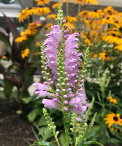 20 Live Obedient Plant Bare Roots - Organically Grown Lavender Perennial - Image 2