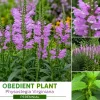 20 Live Obedient Plant Bare Roots - Organically Grown Lavender Perennial - Image 1