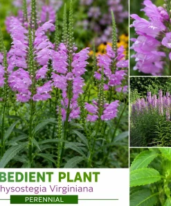 20 Live Obedient Plant Bare Roots - Organically Grown Lavender Perennial - Image 1