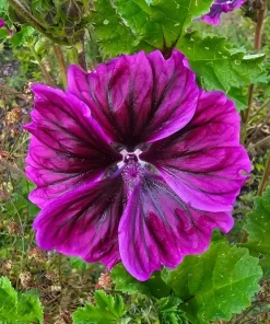 20 Mauritian Malva Flower Seeds - Fuchsia Mallow, Malva sylvestris var. mauritania - Image 2