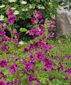 20 Mauritian Malva Flower Seeds - Fuchsia Mallow, Malva sylvestris var. mauritania - Image 3