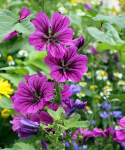 20 Mauritian Malva Flower Seeds - Fuchsia Mallow, Malva sylvestris var. mauritania - Image 4