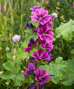 20 Mauritian Malva Flower Seeds - Fuchsia Mallow, Malva sylvestris var. mauritania - Image 5