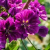 20 Mauritian Malva Flower Seeds - Fuchsia Mallow, Malva sylvestris var. mauritania - Image 1