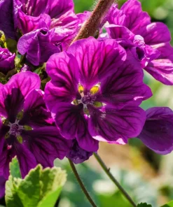 20 Mauritian Malva Flower Seeds - Fuchsia Mallow, Malva sylvestris var. mauritania - Image 1