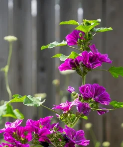 20 Mauritian Malva Flower Seeds - Fuchsia Mallow, Malva sylvestris var. mauritania - Image 6