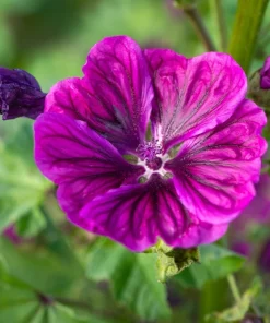 20 Mauritian Malva Flower Seeds - Fuchsia Mallow, Malva sylvestris var. mauritania - Image 7