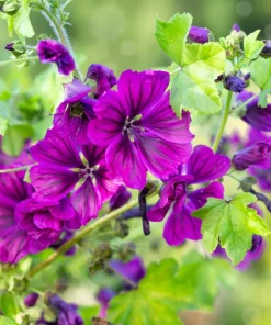 20 Mauritian Malva Flower Seeds - Fuchsia Mallow, Malva sylvestris var. mauritania - Image 8