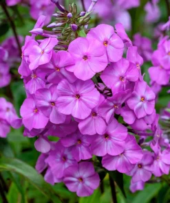 20 Meadow Phlox Maculata Mixed Color Seeds - Wild Sweet William Native Hummingbird Flower - Image 10