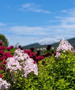 20 Meadow Phlox Maculata Mixed Color Seeds - Wild Sweet William Native Hummingbird Flower - Image 11