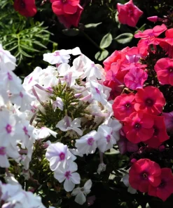 20 Meadow Phlox Maculata Mixed Color Seeds - Wild Sweet William Native Hummingbird Flower - Image 2