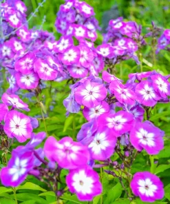 20 Meadow Phlox Maculata Mixed Color Seeds - Wild Sweet William Native Hummingbird Flower - Image 3