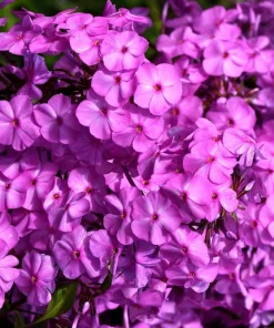 20 Meadow Phlox Maculata Mixed Color Seeds - Wild Sweet William Native Hummingbird Flower - Image 4