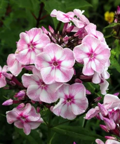20 Meadow Phlox Maculata Mixed Color Seeds - Wild Sweet William Native Hummingbird Flower - Image 5