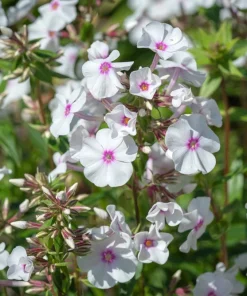 20 Meadow Phlox Maculata Mixed Color Seeds - Wild Sweet William Native Hummingbird Flower - Image 6