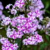 20 Meadow Phlox Maculata Mixed Color Seeds - Wild Sweet William Native Hummingbird Flower - Image 1