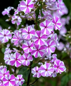 20 Meadow Phlox Maculata Mixed Color Seeds - Wild Sweet William Native Hummingbird Flower - Image 1