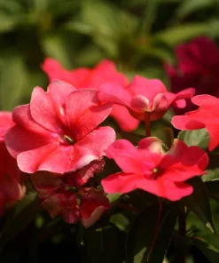 20 Meadow Phlox Maculata Mixed Color Seeds - Wild Sweet William Native Hummingbird Flower - Image 8