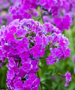 20 Meadow Phlox Maculata Mixed Color Seeds - Wild Sweet William Native Hummingbird Flower - Image 9