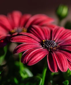 20 Mixed Colors Osteospermum Ecklonis African Cape Daisy Flower Seeds - Outdoor - Image 10