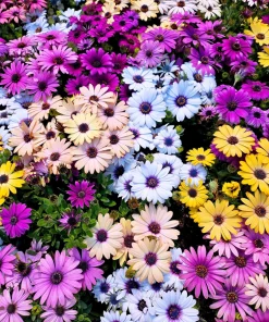 20 Mixed Colors Osteospermum Ecklonis African Cape Daisy Flower Seeds - Outdoor - Image 2
